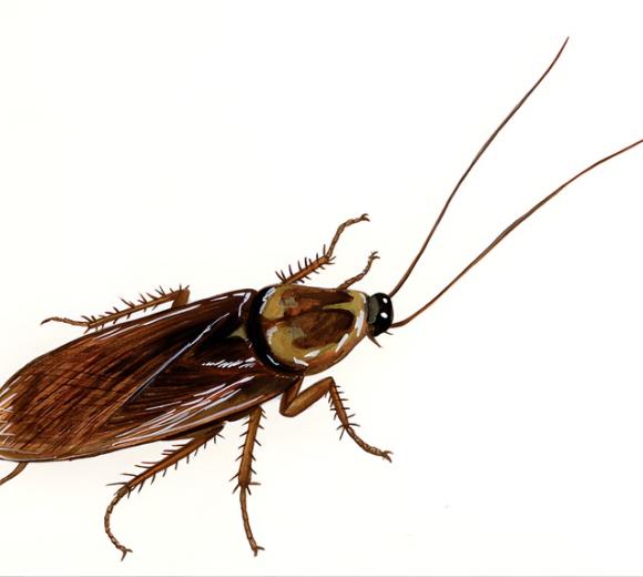 American Cockroach