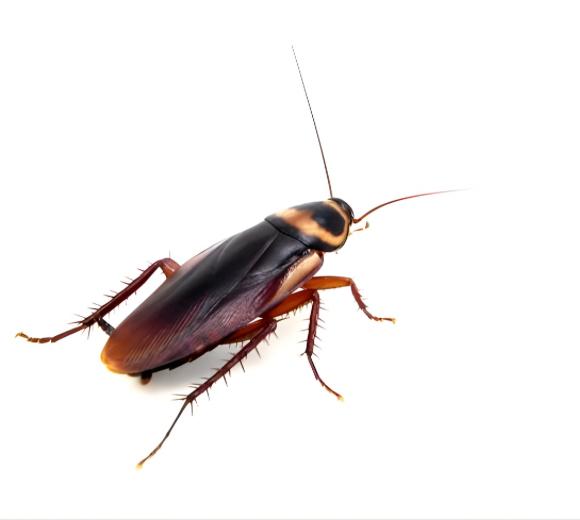 Australian Cockroach