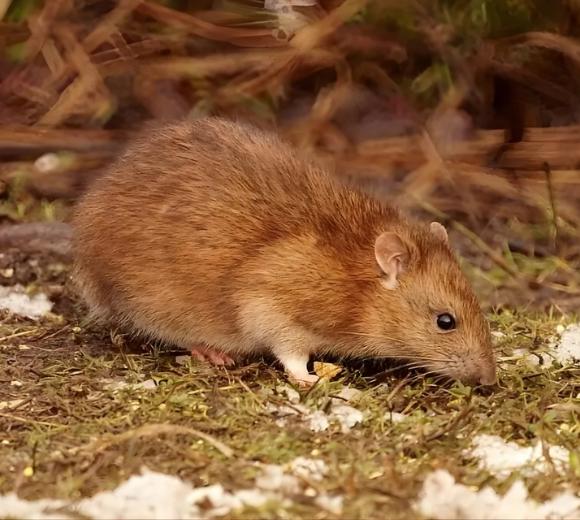 Brown Rat