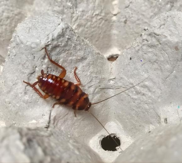 Brownbanded Cockroach