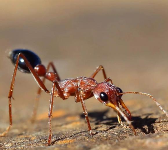 Bull Ants