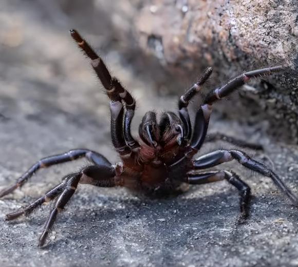 Funnel-web Spider