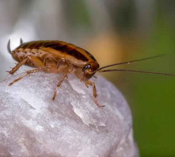 German Cockroach