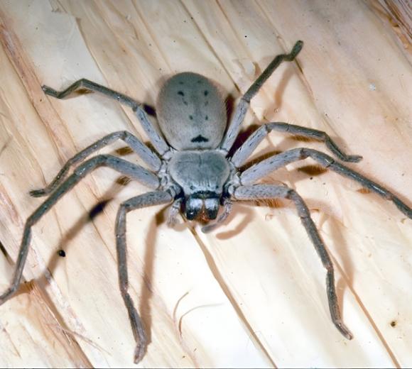 Huntsman Spider
