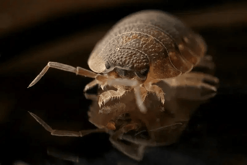 Bed Bug Control Treatment
