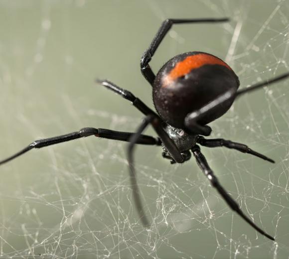 Redback Spider