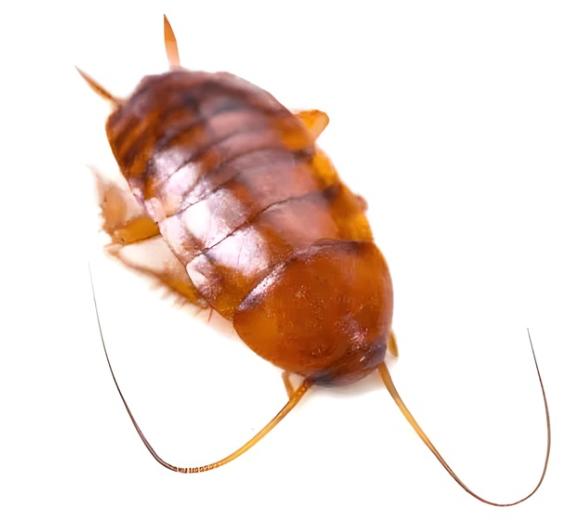 Smokybrown Cockroach