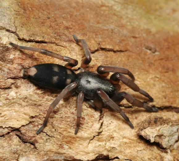 White-tailed Spider