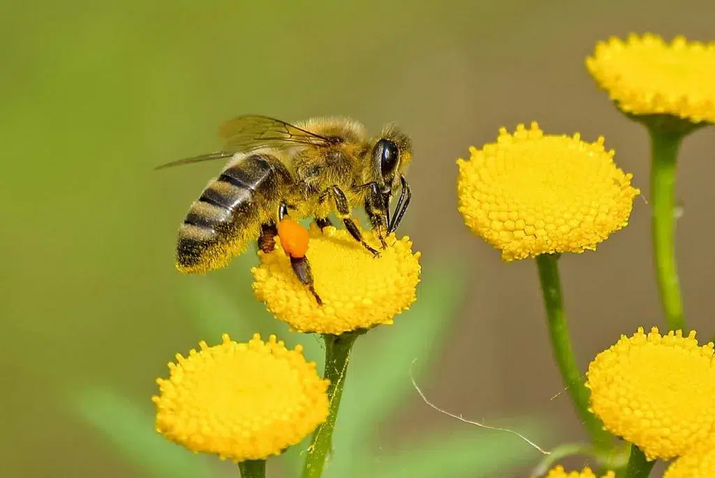 Bees Control Treatment