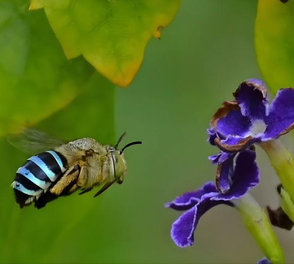Blue-banded Bee