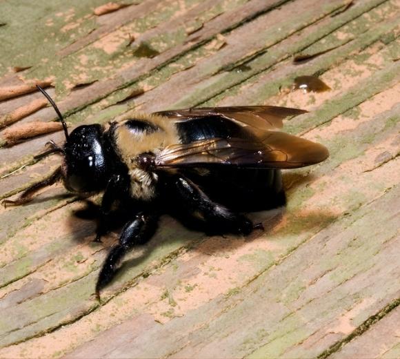 Carpenter Bee