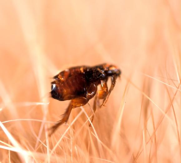 Cat Flea