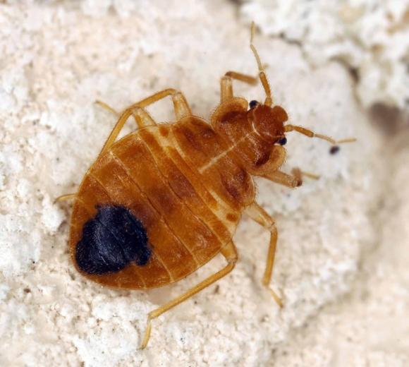 Cimex lectularius (Common Bed Bug):