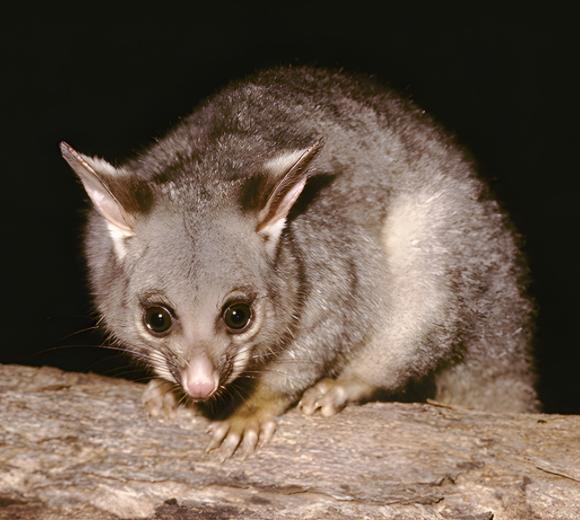 Common Brushtail