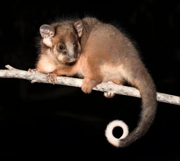 Common Ringtail