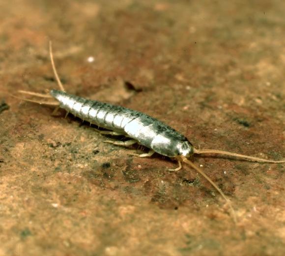 Common Silverfish