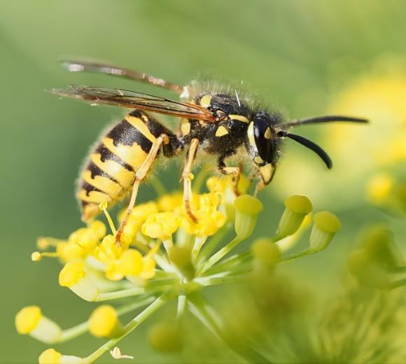 Common Wasp