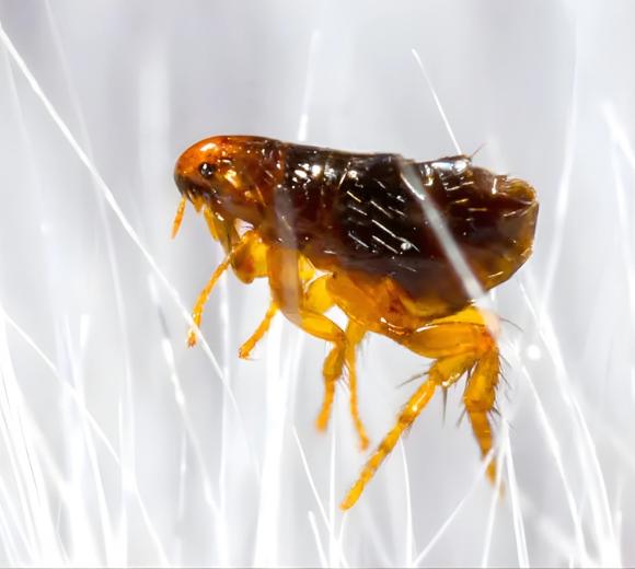 Dog Flea
