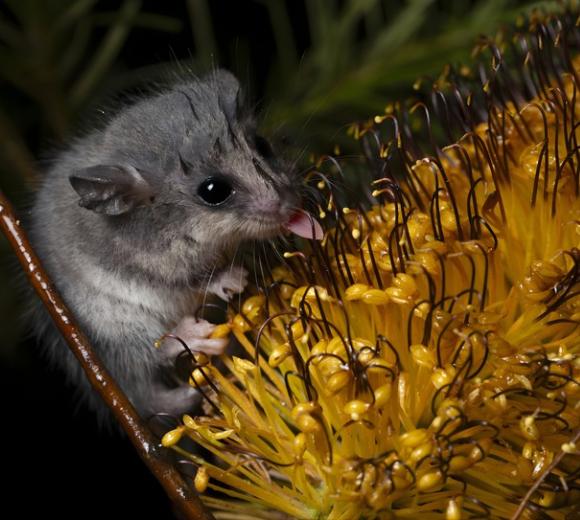 Eastern Pygmy Possum