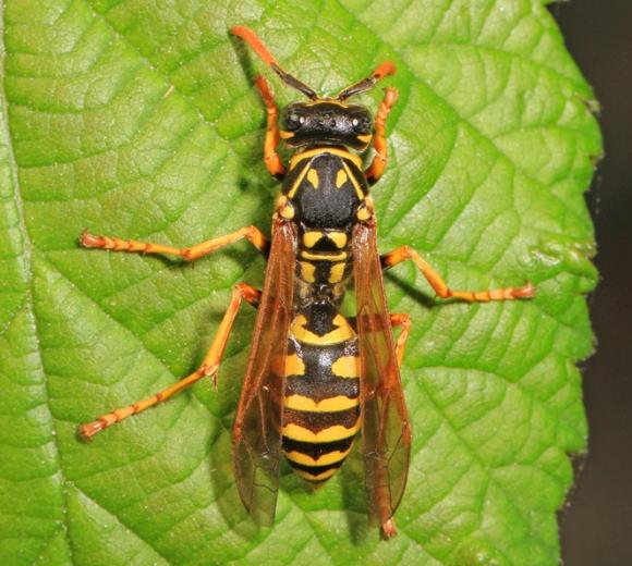 European Wasp