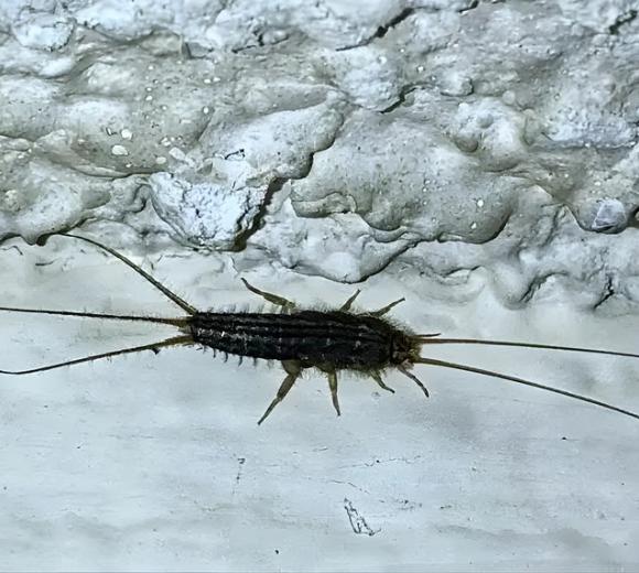 Four-lined Silverfish