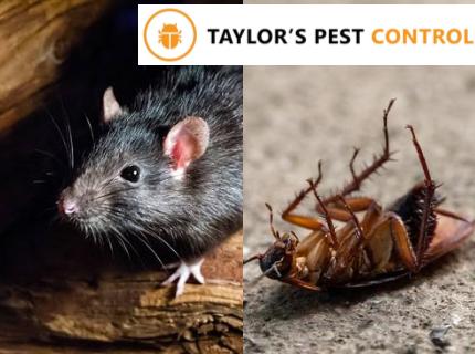 General Pest Control + Rodent Treatment