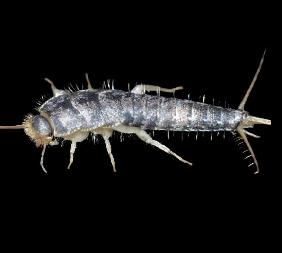 Grey Silverfish