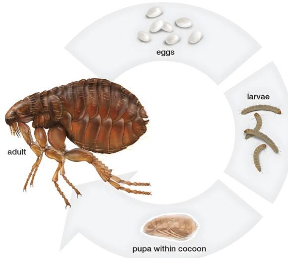 Human Flea