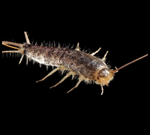 Long-tailed Silverfish