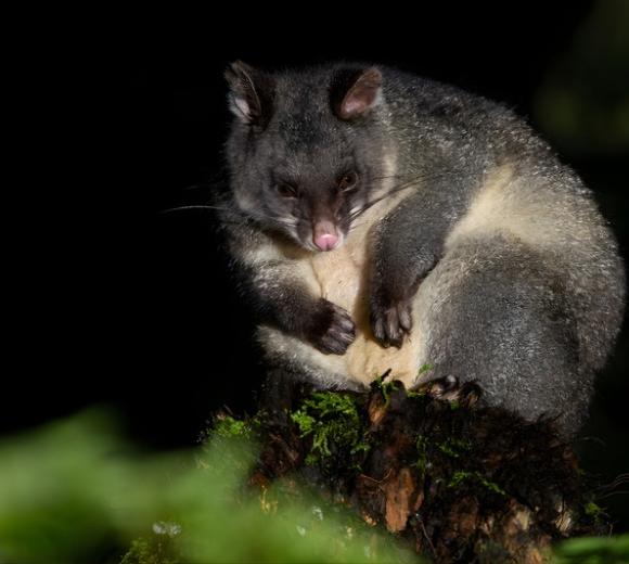 Mountain Brushtail