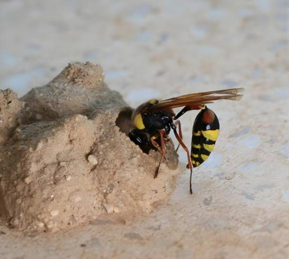 Mud-dauber Wasps