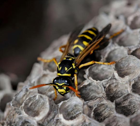 Australian Paper Wasp