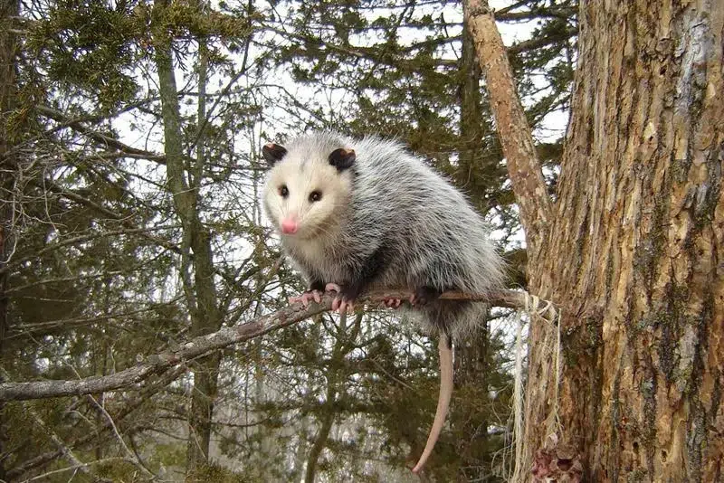 Possums Control Treatment
