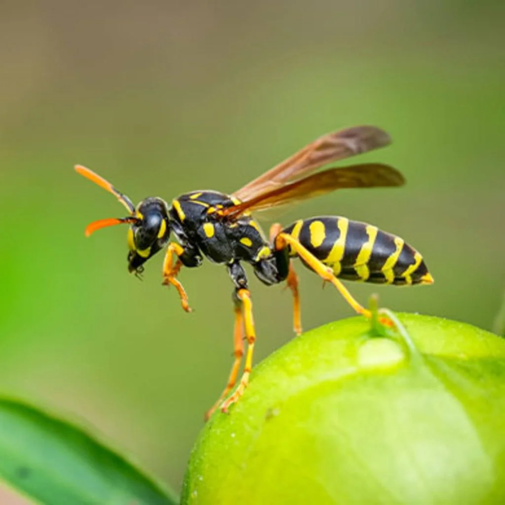 Wasps Control Treatment