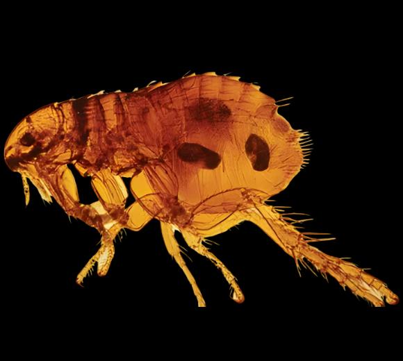 Rat Flea