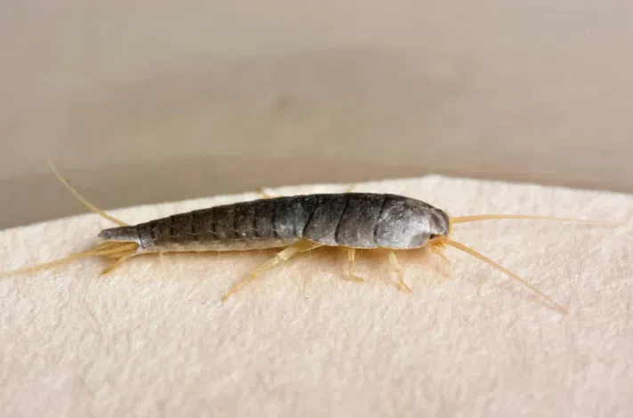 Silverfish Control Treatment