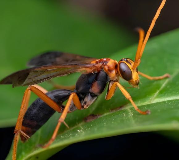 Spider Wasps