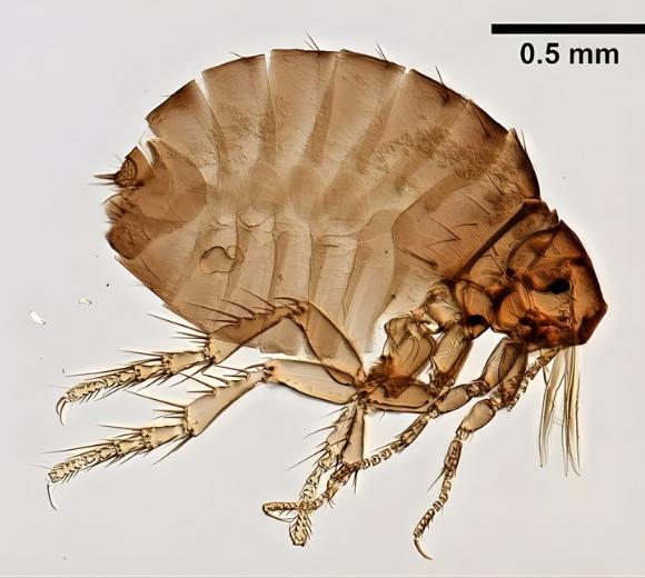 Sticktight Flea