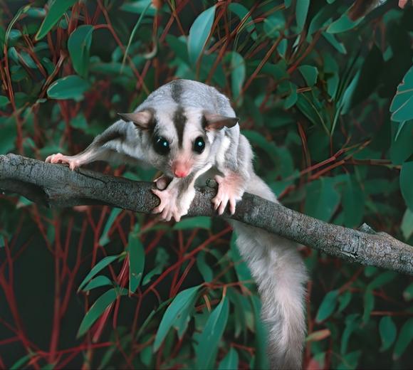Sugar Glider