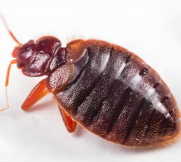 Cimex hemipterus (Tropical Bed Bug):